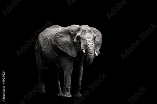 Obraz na płótnie Elephant