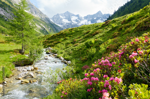 Zdjęcia Alpenrosen am Hochgebirgsbach