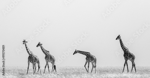 Obraz na płótnie Group of giraffes in the savanna. Kenya. Tanzania. East Africa. An excellent illustration.