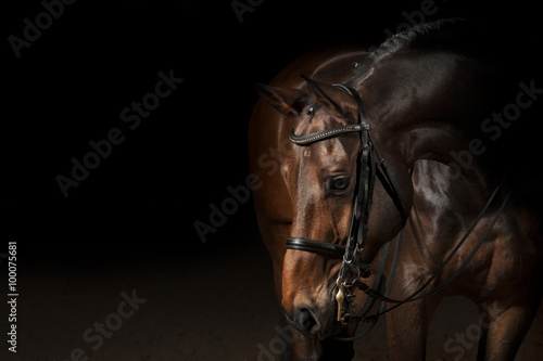 Obraz Fotograficzny Portrait of a sport dressage horse