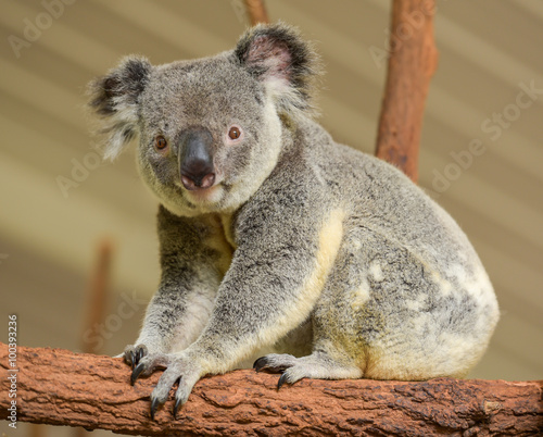 koala-curieux-regarde-dans-la-camera