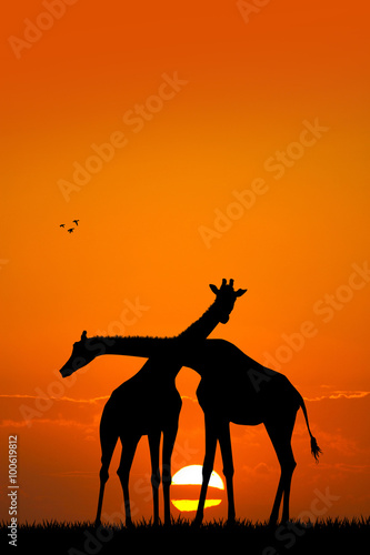 Obraz na płótnie giraffe couple at sunset