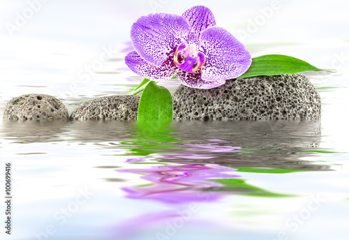 odbicia-orchidei-i-bambusa-na-kamyczkach