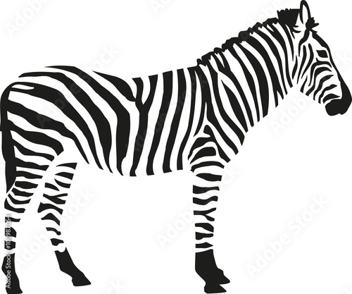 Zebra silhouette isloated on white background