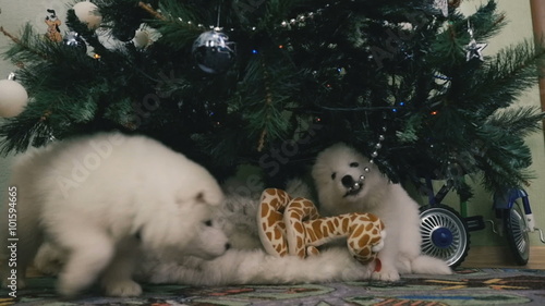 Two puppy gnaw Christmas toy