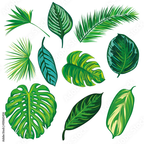 Tropical Leaves Collection on isolate vector. Beautiful Set. Vector illustration. Eps 10.