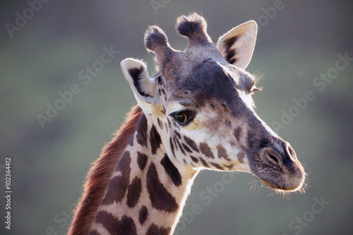 Obraz na płótnie Giraffe