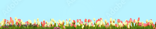 Fototapeta Spring meadow with sunny flowers. 3d rendering