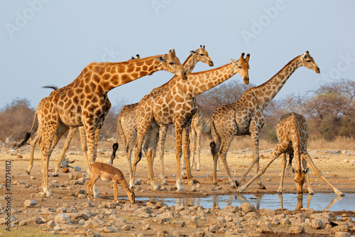 Poster Giraffe herd (Giraffa camelopardalis) at a waterhole, Etosha National Park, Namibia