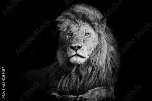 Obraz Fotograficzny Beautiful Lion Romeo 2 of Double Cross Pride in Masai Mara, Kenya