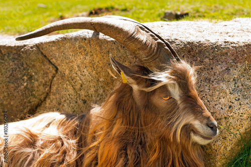 Poster Mountain Male Goat - Italian Alps / Brown and white billy goat with long fur and horns in the shade of a rock