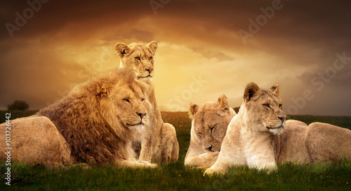 Obraz na płótnie African lions resting in the green grass.
