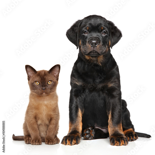 Cat and dog together