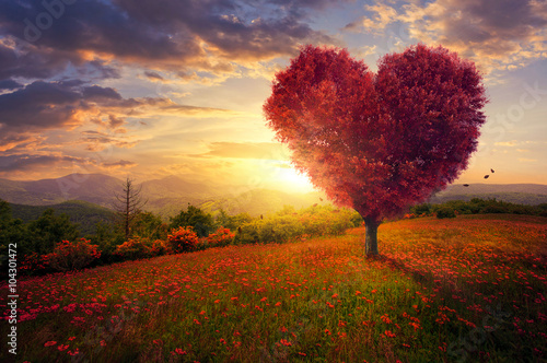 Zdjęcia Red heart shaped tree