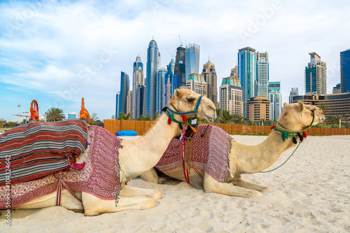 Camel in Dubai Marina
