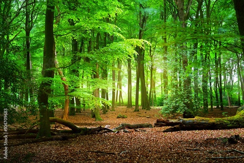 Walkway in a spring forest in the Netherlands