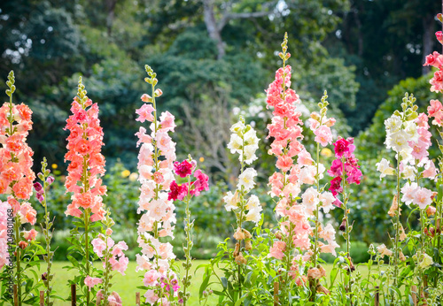 Snap dragon flower blooming in garden