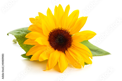 Sunflower with leaves.