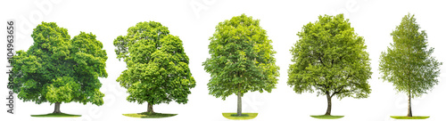 Set trees maple, oak, birch, chestnut. Isolated objects