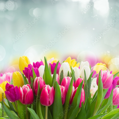 bukiet-rozowe-fioletowe-i-biale-tulipany
