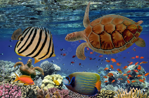 Póster Coral Reef and Tropical Fish iin the Red Sea, Egypt