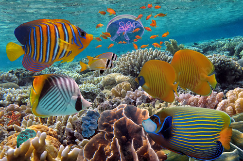 coral-reef-and-tropical-fish-in-the-red-sea-egyp