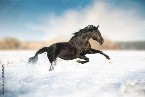 Obraz Fotograficzny Black horse run in the snow