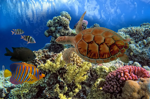 zielone-morze-turtle-chelonia