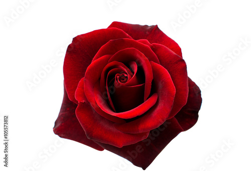 red rose isolated