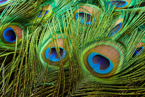 Peacock feathers