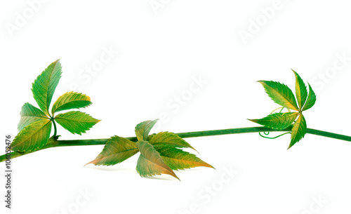  Twig of grapes leaves on white background