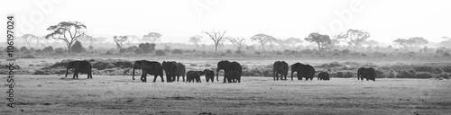 Herd of elephants walkig in Amboseli National park, Kenya, Africa. Black nad white image. Panorama. © kasto