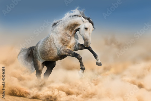 Obraz na płótnie Grey horse jump in dust