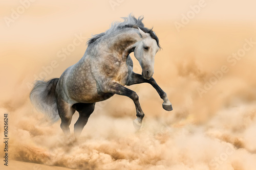 Obraz na płótnie Grey horse jump in dust