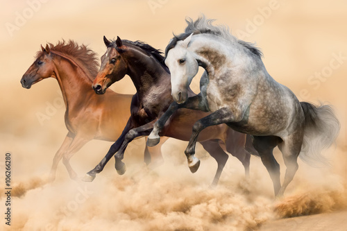 Obraz na płótnie Three horses run gallop in dust