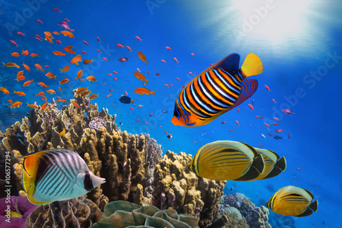 Pinturas sobre lienzo Coral Reef and Tropical Fish in Sunlight