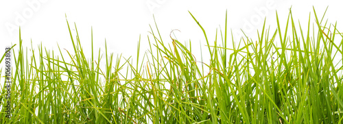 herbe, fond blanc