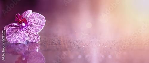 Beautiful pink orchid flower banner with copy space