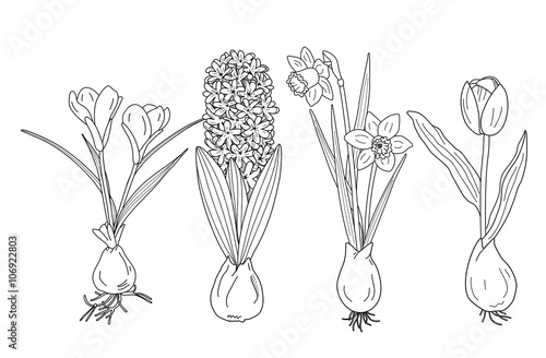 Traubenhyazinthe Malvorlage Coloring and Malvorlagan