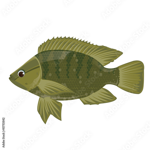 Fish Nile Tilapia On White Background Fish Nile Tilapia On White Background