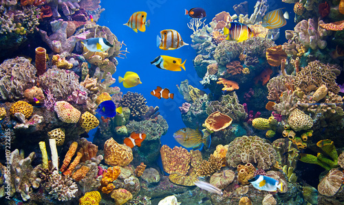 Fototapeta Colorful and vibrant aquarium life