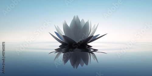 Fototapeta Lotusblüte in dunklem Wasser 1