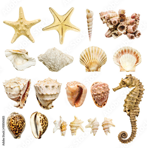 Fototapeta composition of most common seashells and mollusk