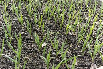Garlic planted in the field in spring
