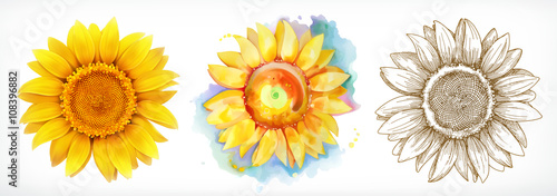 Sunflower, different styles, vector drawing, icon set