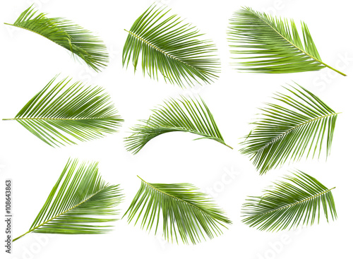 coconut leaf