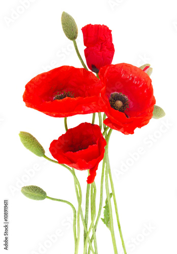 Poppy fresh  flowers