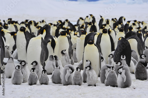 Emperor Penguins with chick Poster