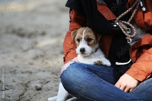 Jack Russell auf dem Schoß