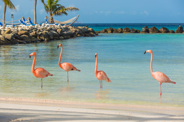 Obraz na płótnie four flamingos on the beach